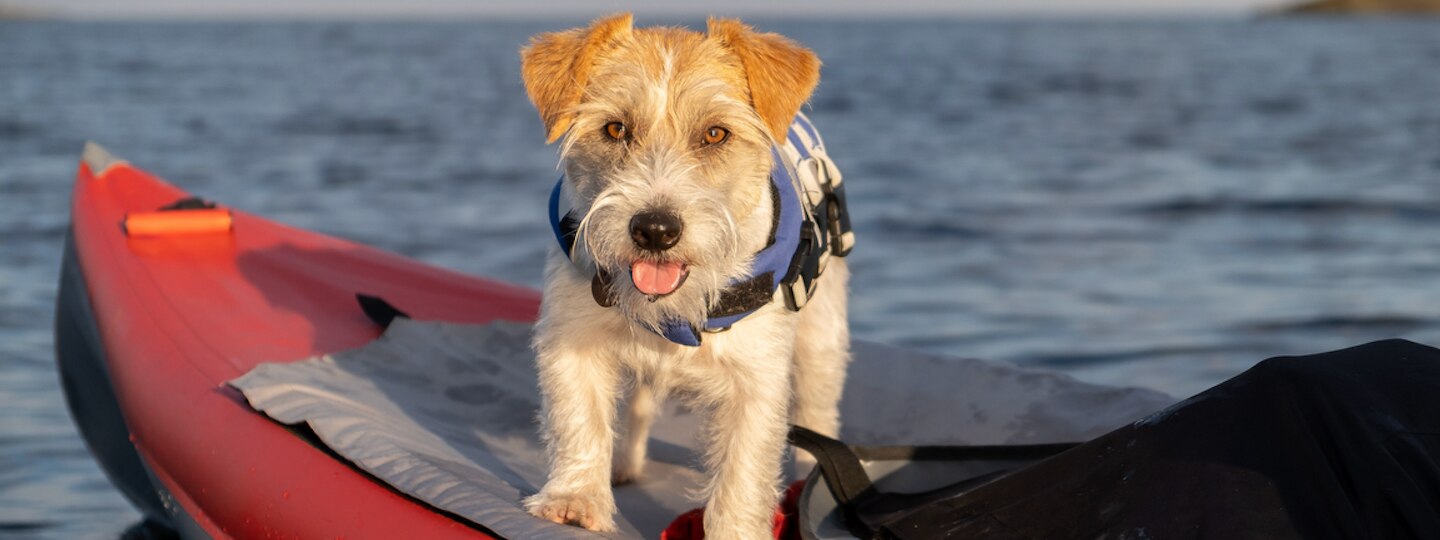 Dog with life jacket on kayak